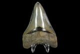Serrated, Fossil Megalodon Tooth - Glossy Enamel #129434-2